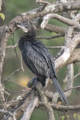 Microcarbo niger