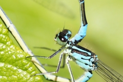 Coenagrion pulchellum