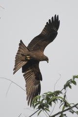 Milvus migrans
