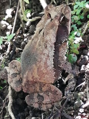 Incilius melanochlorus