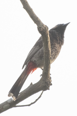 Pycnonotus cafer