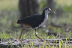 Amaurornis phoenicurus