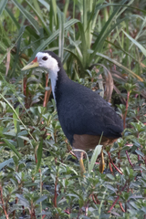 Amaurornis phoenicurus