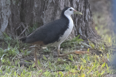 Amaurornis phoenicurus