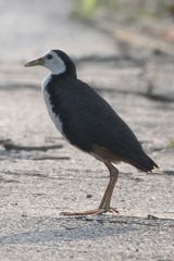 Amaurornis phoenicurus