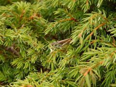 Gomphocerus sibiricus