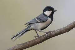Parus cinereus