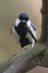Parus cinereus