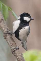 Parus cinereus