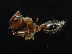 Crematogaster californica