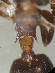 Crematogaster californica