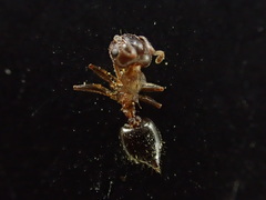 Crematogaster californica