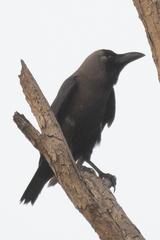 Corvus splendens