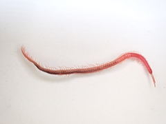 Strigamia epileptica