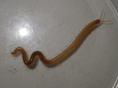 Geophilus regnans