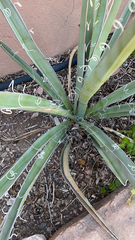 Yucca baccata
