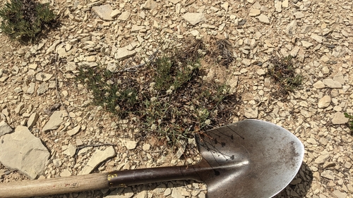Image of Eriogonum panguicense by (c) Darrin Gobble, some rights reserved (CC BY)