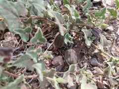 Aristolochia wrightii