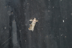 Cromarcha stroudagnesia