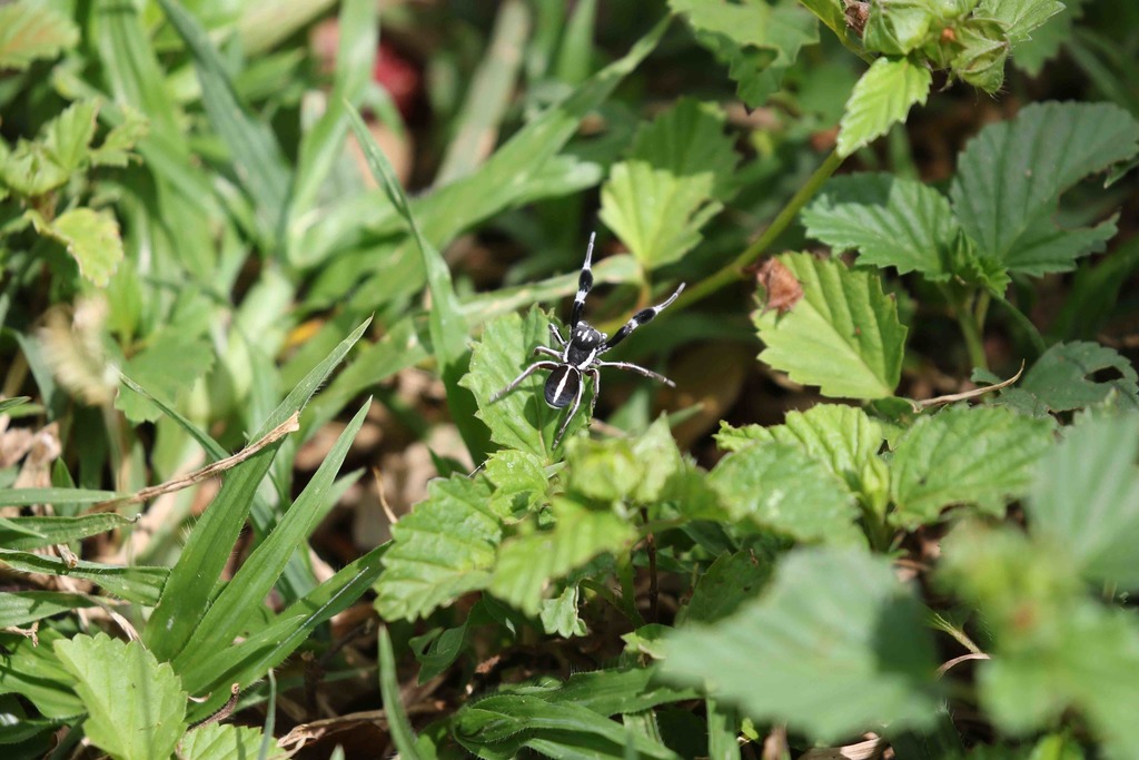 Stegodyphus hildebrandti