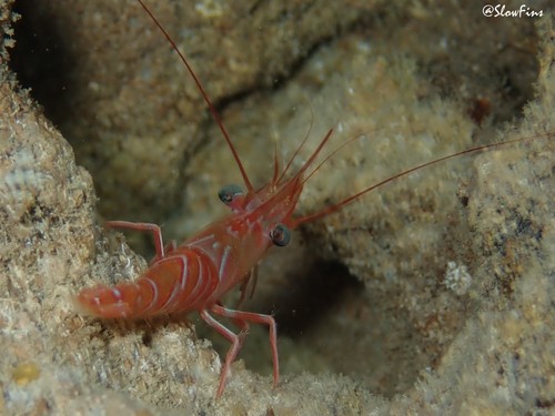 Cinetorhynchus fasciatus, 2021-05-07