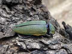 Steraspis