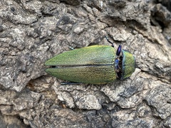 Steraspis