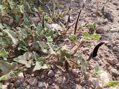 Aristolochia wrightii