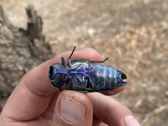 Steraspis