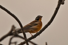 Emberiza flaviventris kalaharica