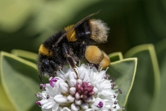 Bombus terrestris