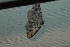 Macaria pinistrobata