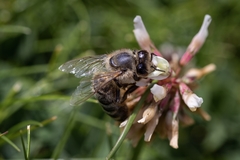 Apis mellifera