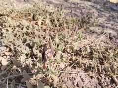 Aristolochia wrightii
