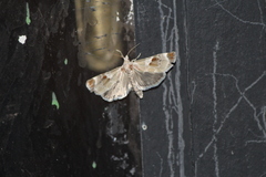 Cromarcha stroudagnesia