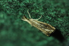 Catoptria verellus