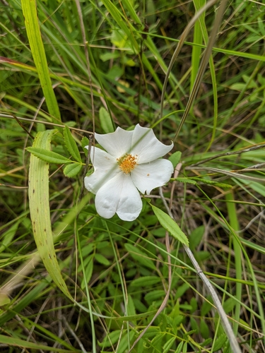 Image of White Prairie Rose (Rosa foliolosa) by (c) Nathan Aaron, some rights reserved (CC BY)