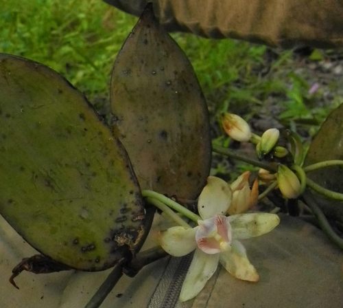 Vanilla africana