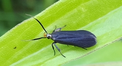 Dichomeris nonstrigella