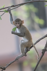 Macaca mulatta