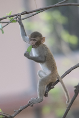Macaca mulatta