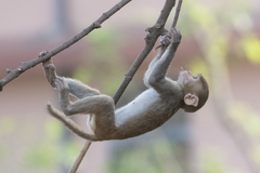 Macaca mulatta