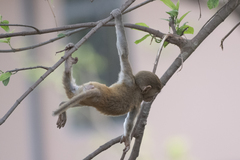 Macaca mulatta