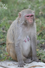 Macaca mulatta