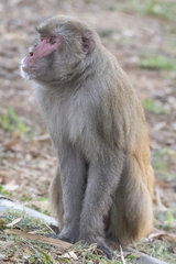 Macaca mulatta