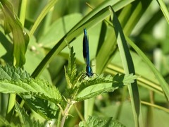 Calopteryx splendens