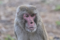 Macaca mulatta