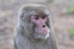 Macaca mulatta