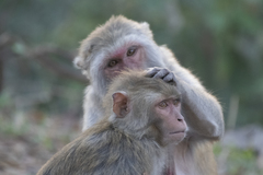 Macaca mulatta