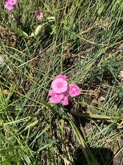 Phlox glaberrima